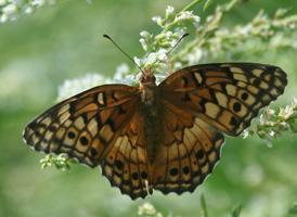 Variegated Fritillary